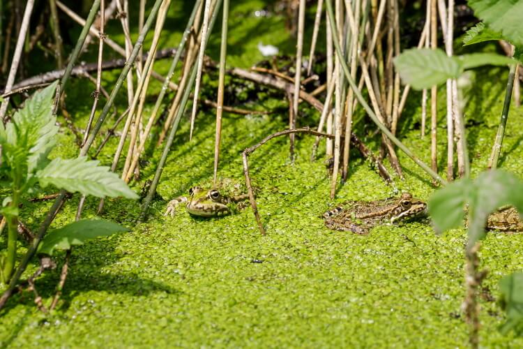 Preservar la biodiversitat per assegurar el nostre futur