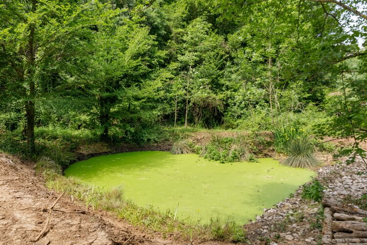 Biodiversidad laguna Begudà